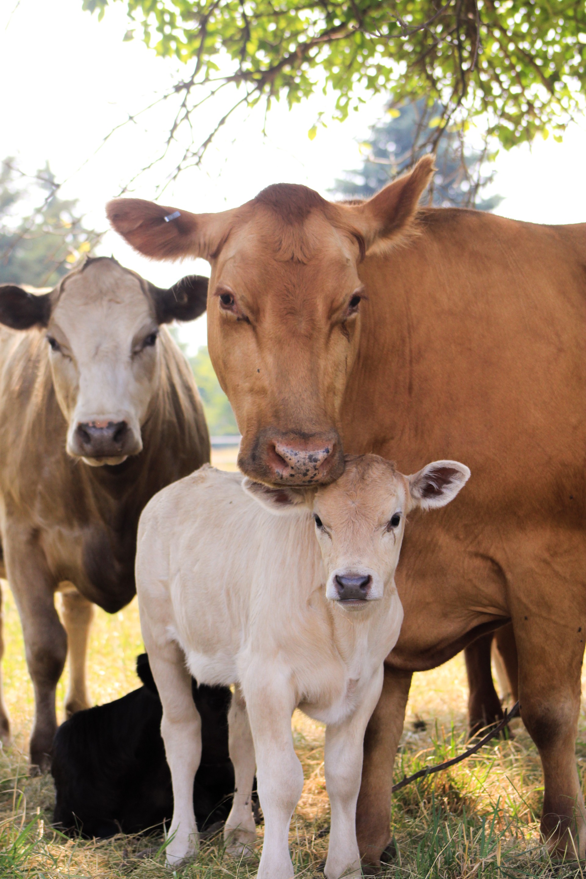 Beefalo cows and calves on pasture at B&L Ranch near the Fox Valley