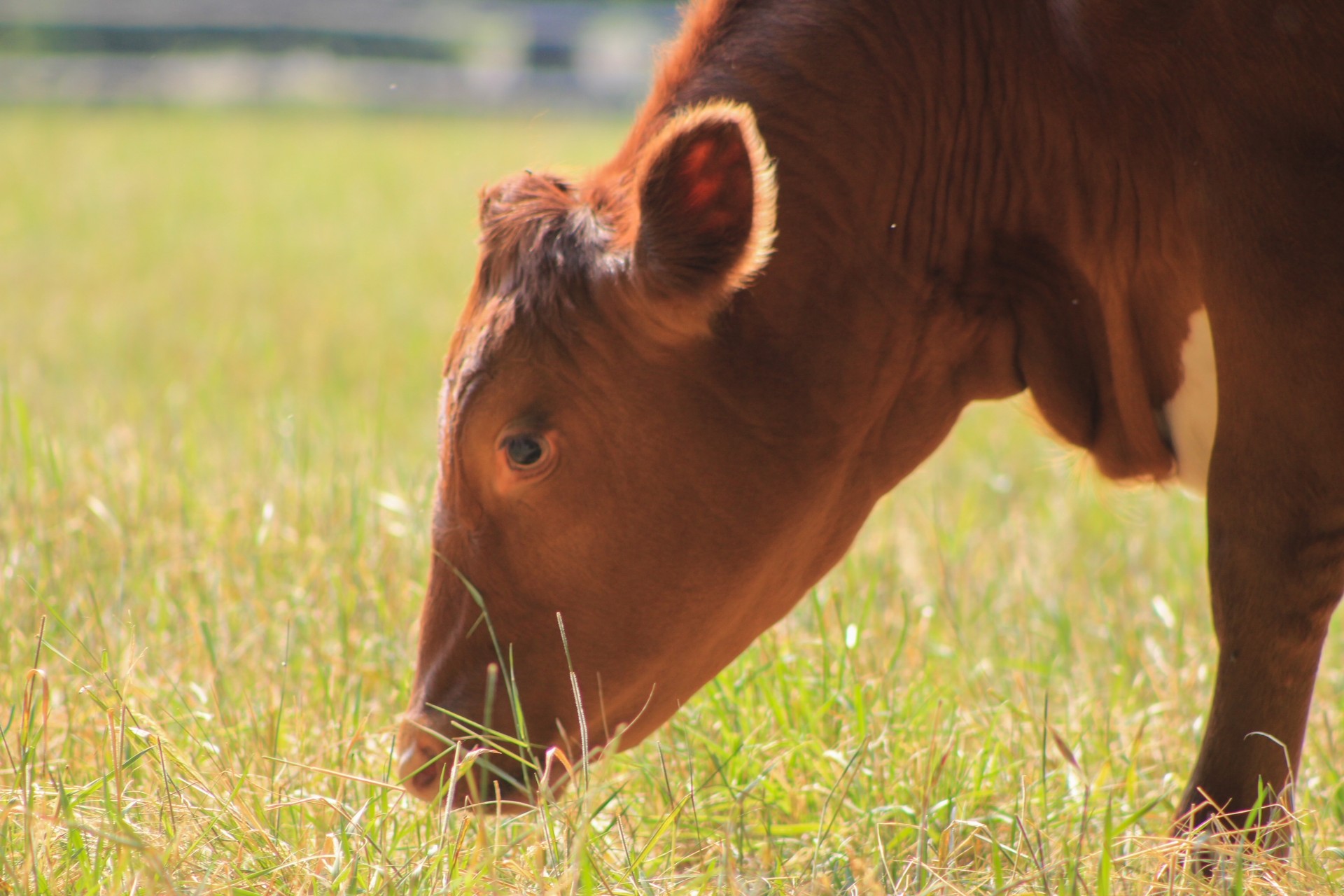 Grass-fed Beefalo steer grazing on pasture at B&L Ranch