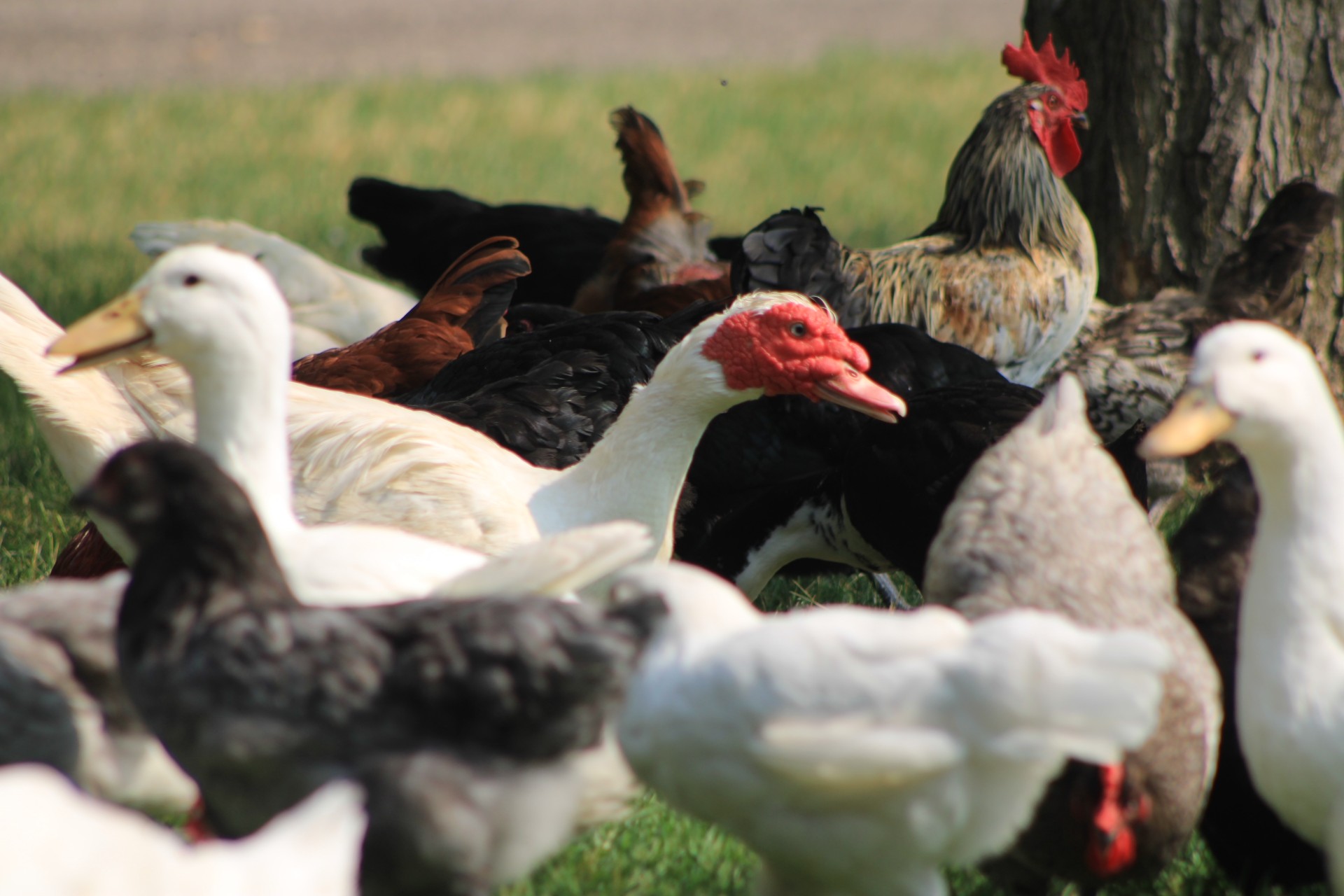 Free-range ducks and chickens raised at B&L Ranch