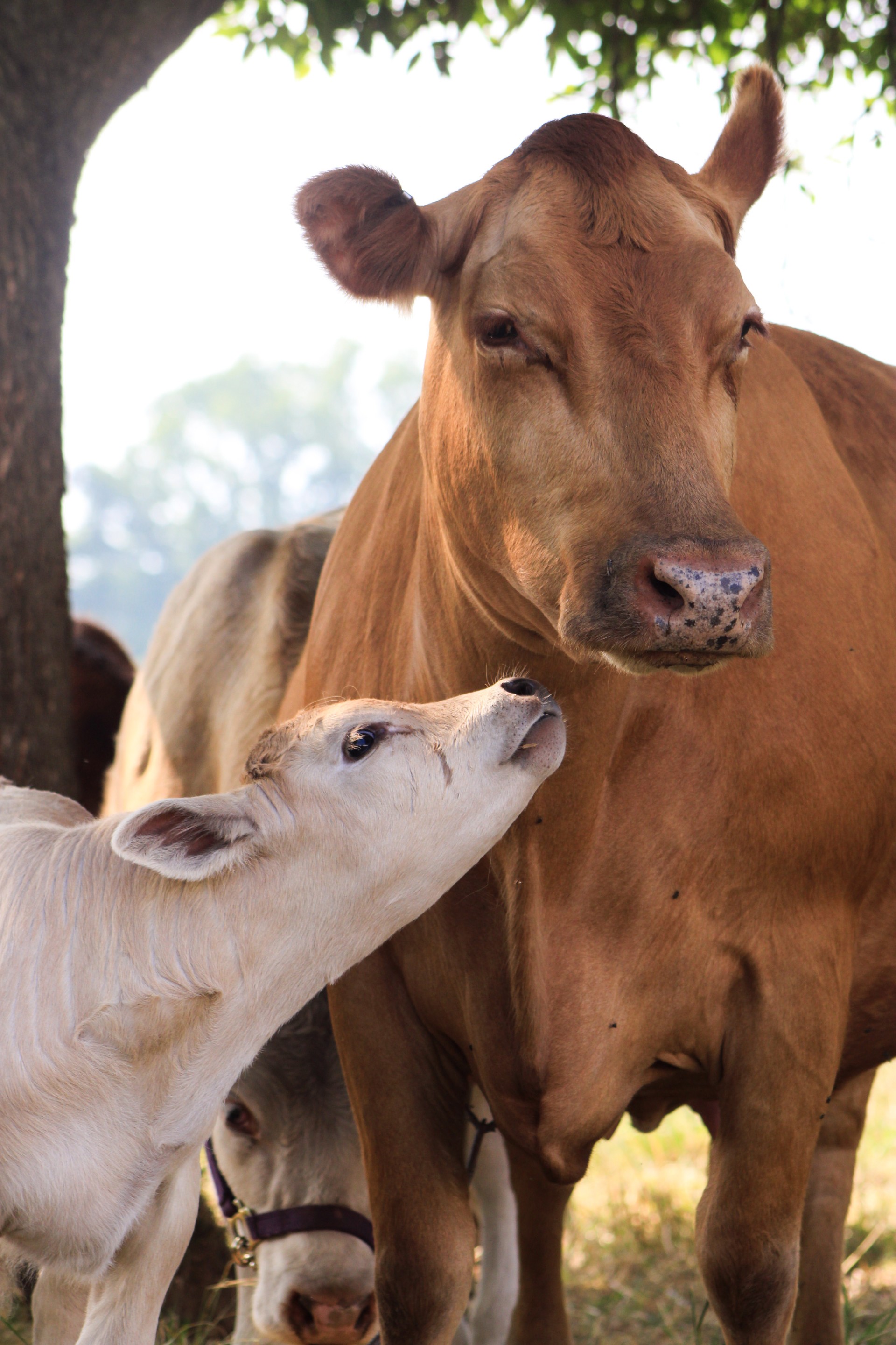 Ethel the Beefalo cow with her light-colored calf at B&L Ranch
