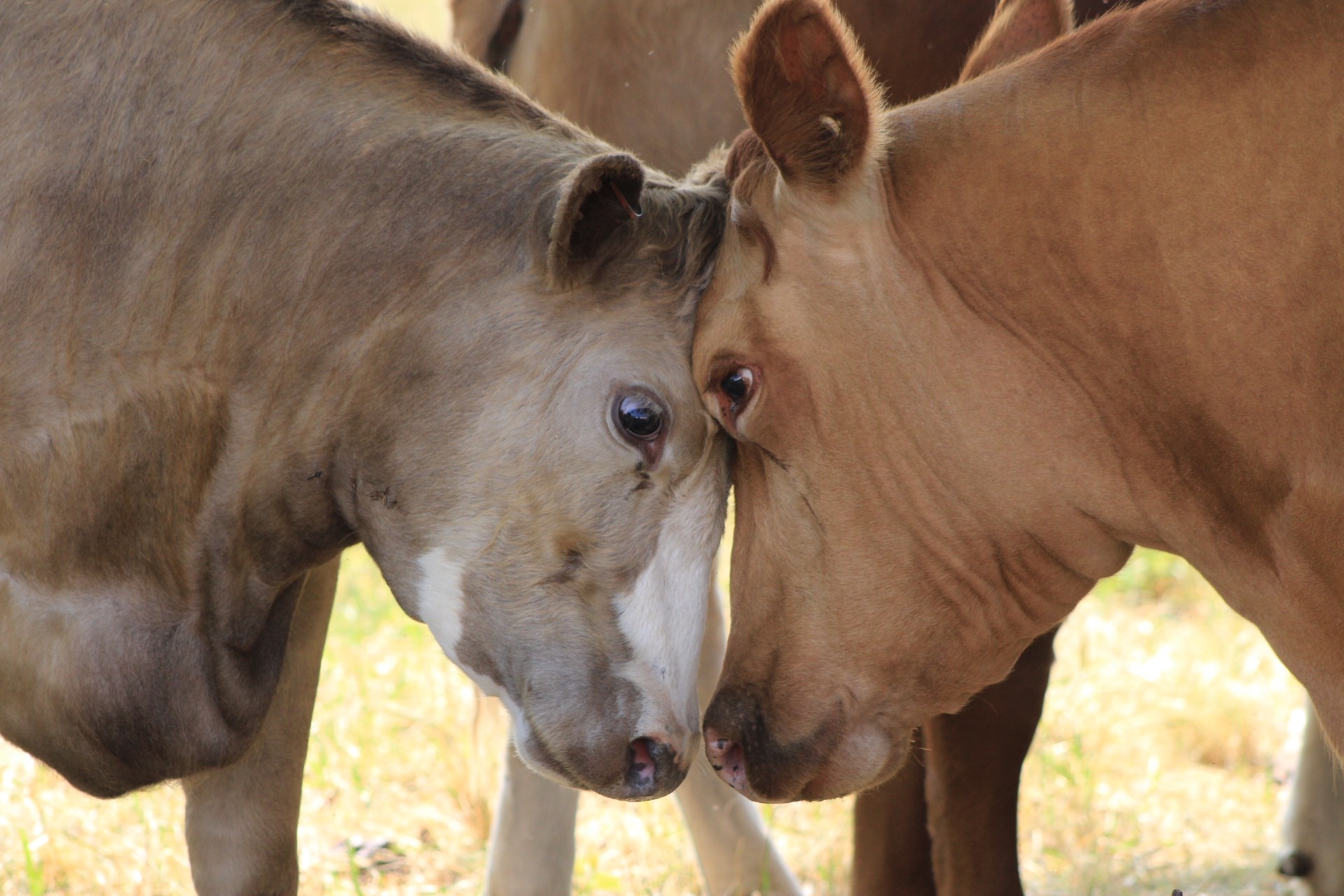 Two young Beefalo touching heads on the farm at B&L Ranch