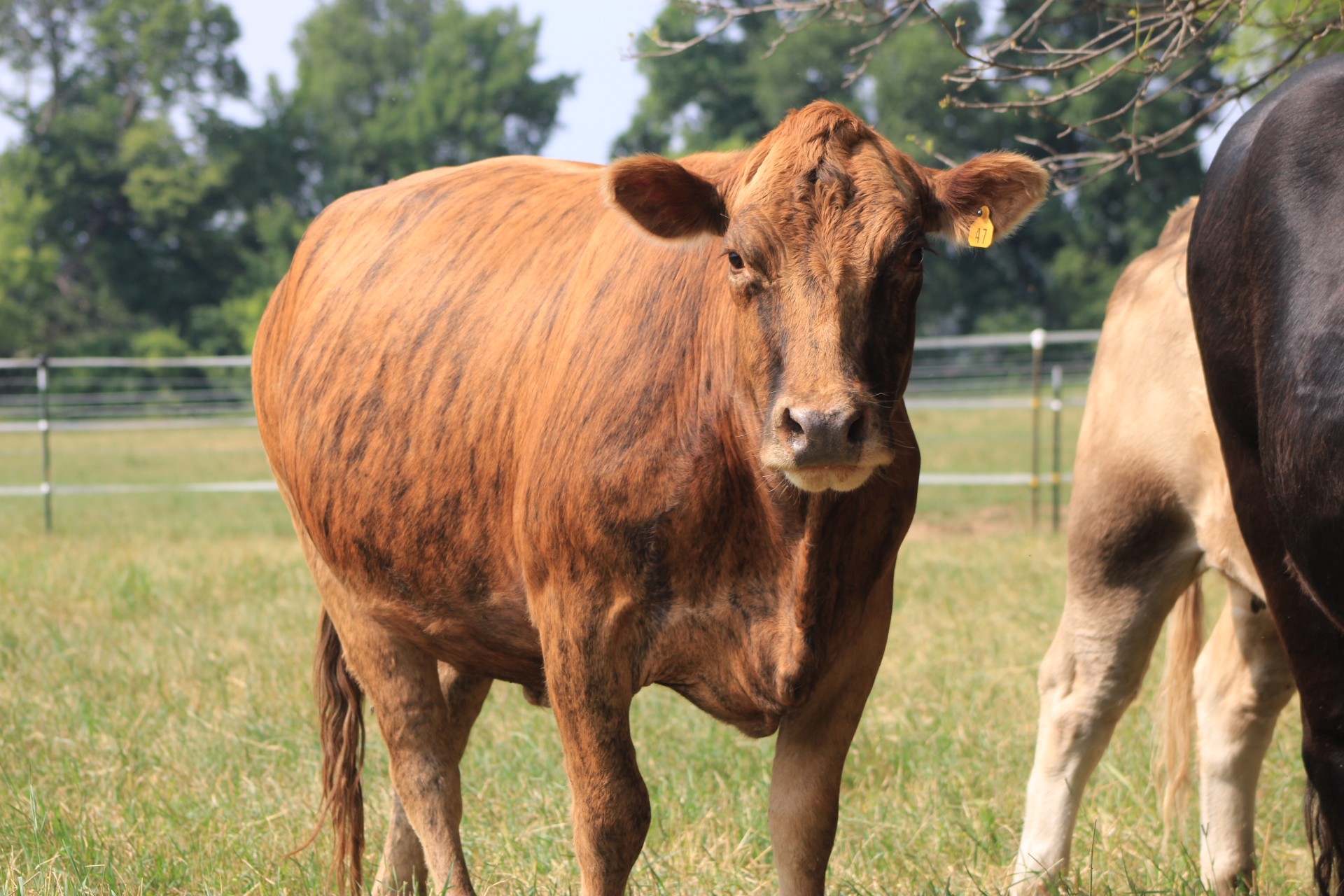 Hazel, a grass-fed Beefalo cow at B&L Ranch