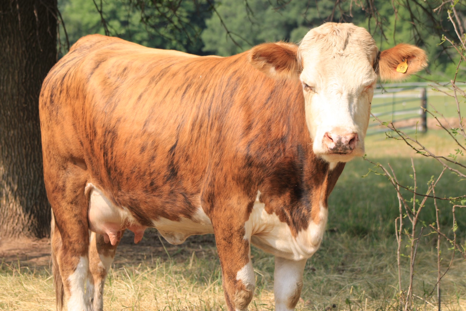 Helga, a Beefalo cow standing in pasture at B&L Ranch