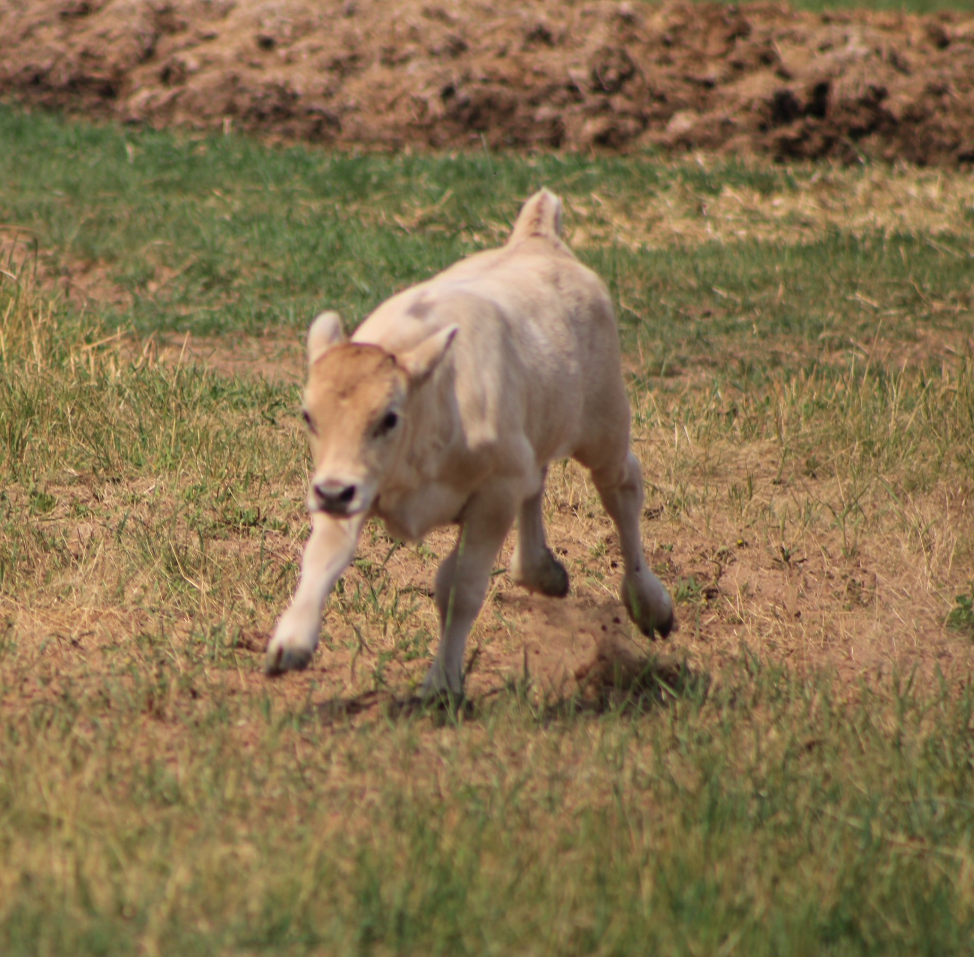 Young Beefalo calf running across the pasture at B&L Ranch